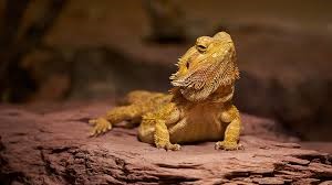 imagen de un lagarto